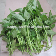 MWS01 Baijin большой лист высокой урожайности семена шпината воды для продажи